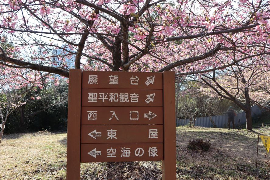 聖崎公園内案内板と河津桜