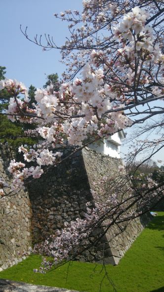 名古屋城石垣と桜