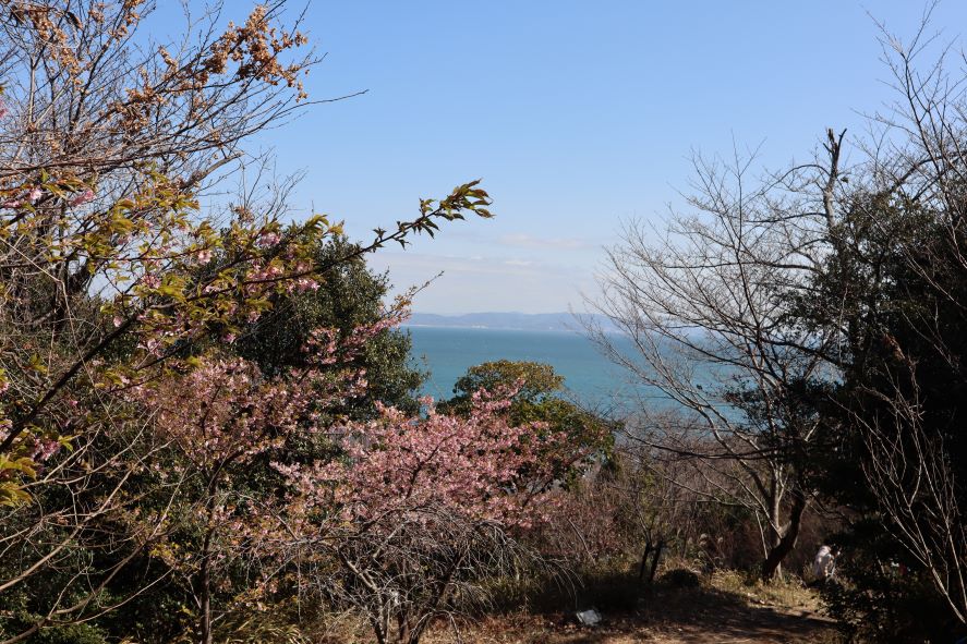 知多湾と河津桜