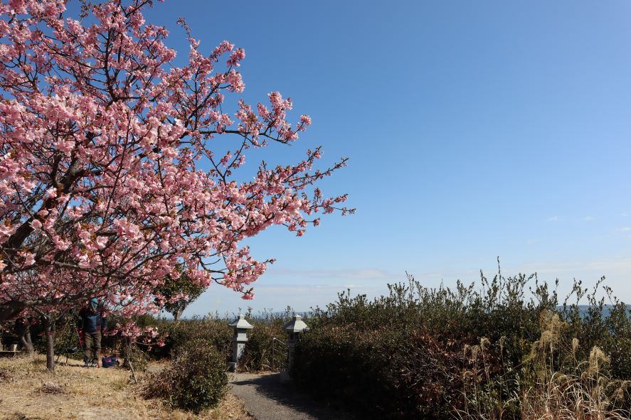 散策路と河津桜と石灯篭