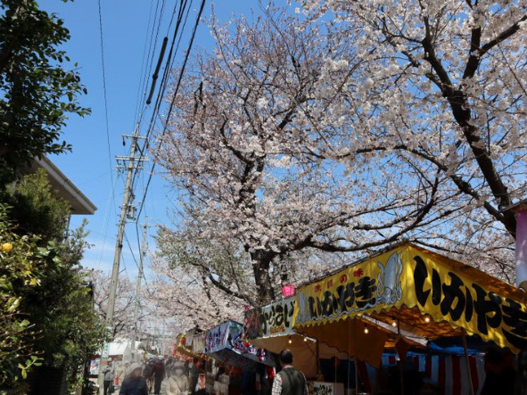 岩倉桜まつりの様子。いかやきの屋台など