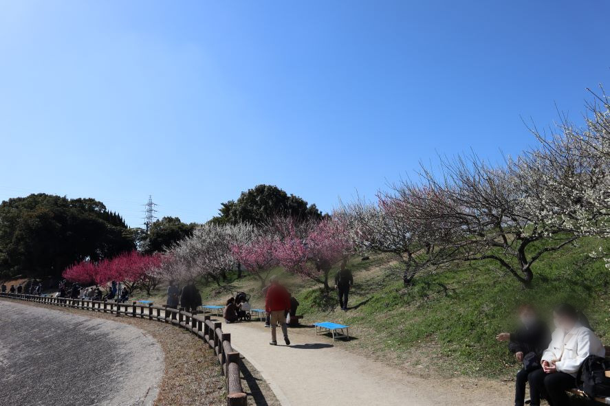 左側が「佐布里池」。右斜面は色とりどりの梅の花。ほとりに設置されたベンチでくつろぐ人々