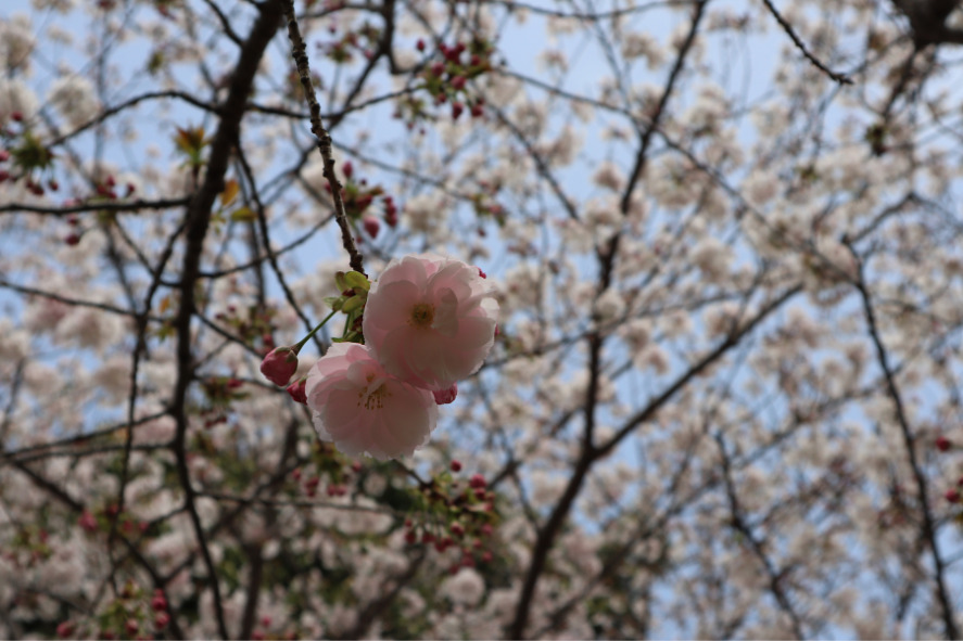 於大公園の八重桜