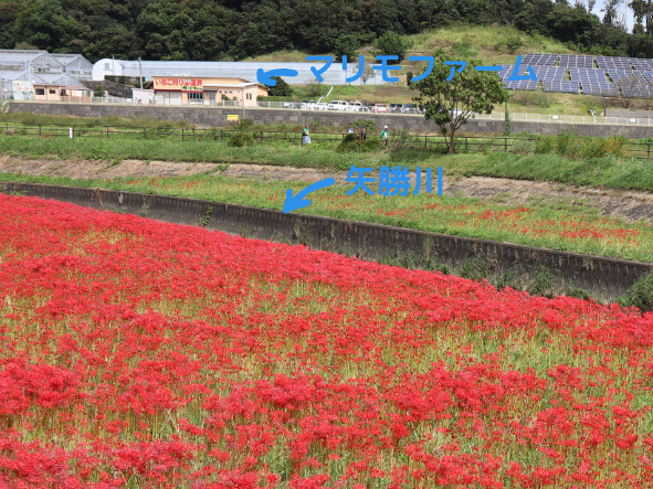 矢勝川堤の彼岸花と「マリモファーム」