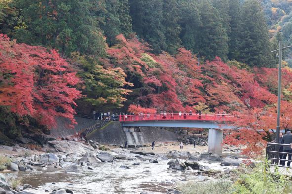 香嵐渓の待月橋と紅葉
