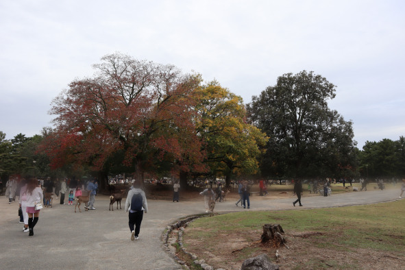 奈良公園の紅葉と鹿と観光客の人々