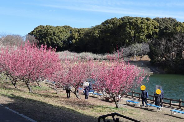 「佐布里池」と梅の木々