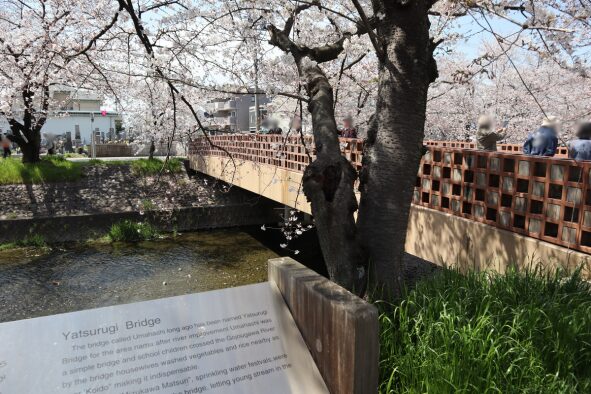 五条川、八剱橋と桜