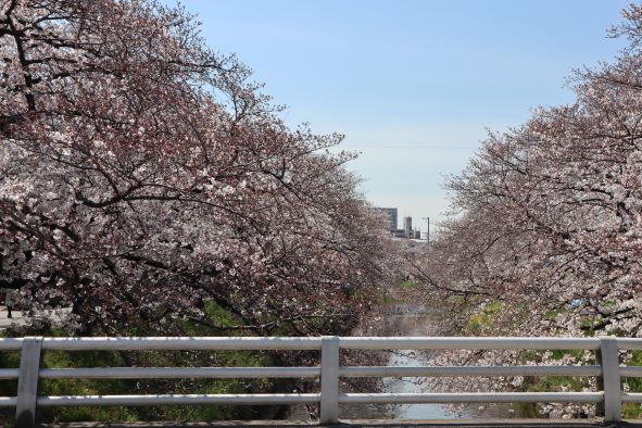 岩倉五条川と桜並木と橋