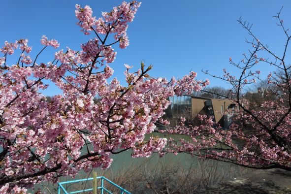満開の河津桜と池と「二ツ池セレトナ」
