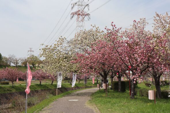 「於大まつり」のぼりと明徳川沿いの八重桜