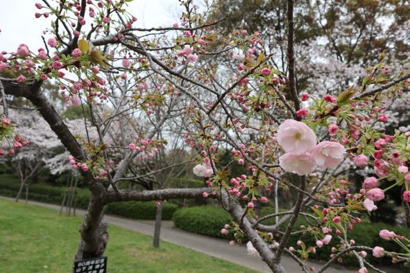 「桜見の丘」の八重桜
