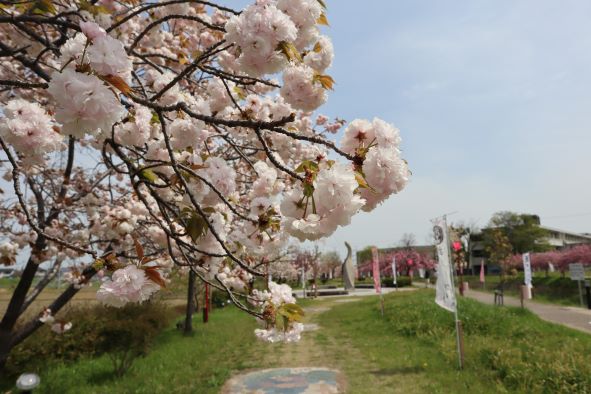 明徳川沿いの八重桜と「再会広場」のモニュメント