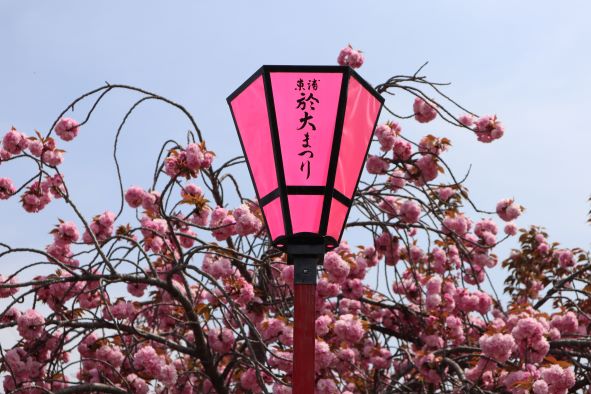 「於大まつり」の灯篭と八重桜