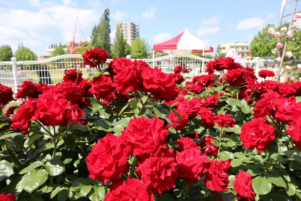 イベントプラザの裏のバラ園、赤いバラ