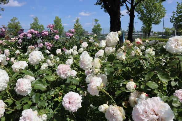 イベントプラザの裏のバラ園、白いバラ