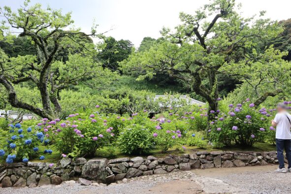 本堂前の梅林の庭の紫陽花