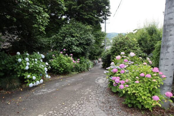 坂道と紫陽花