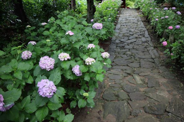 「本光寺」あじさいの参道の紫陽花