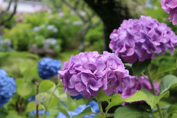 「本光寺」の紫陽花