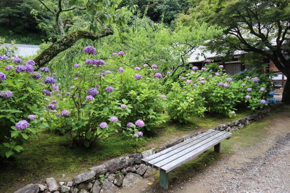 本堂前の梅林の庭の紫陽花