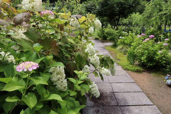 本堂前の梅林の庭の紫陽花