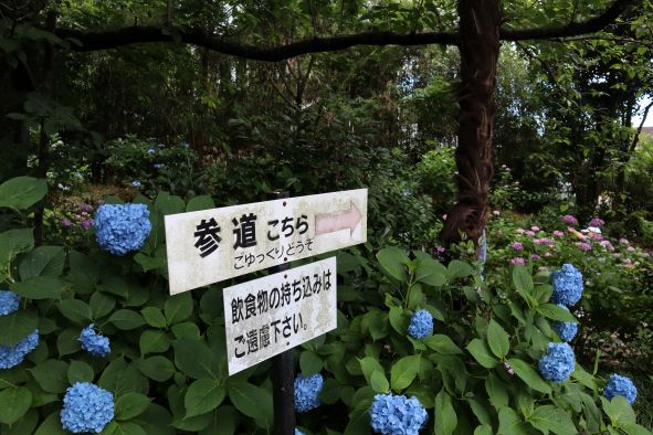 「参道はこちら」の看板と紫陽花