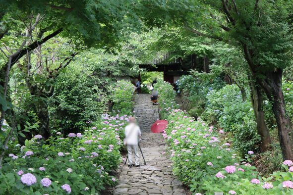 「本光寺」あじさいの参道の紫陽花