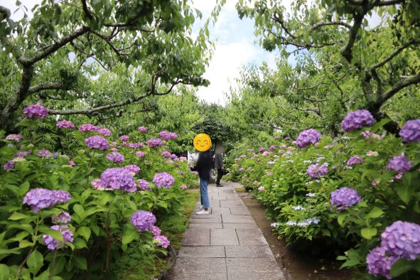 本堂前の梅林の庭の紫陽花
