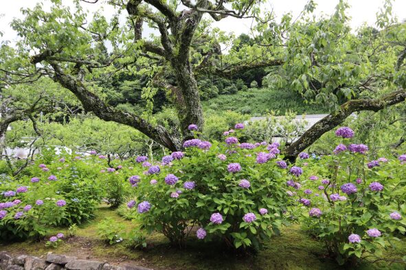 本堂前の梅林の庭の紫陽花