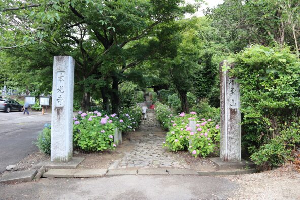 「本光寺」あじさいの参道入口