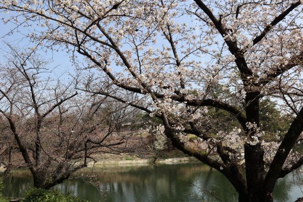 2024年の「大池公園桜まつり」の池の周りの桜の様子