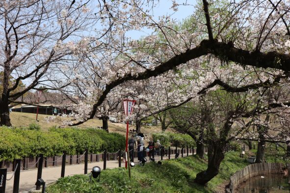 2024年の「大池公園桜まつり」の池の周りの桜の様子