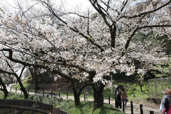 2024年の「大池公園桜まつり」の池の周りの桜の様子