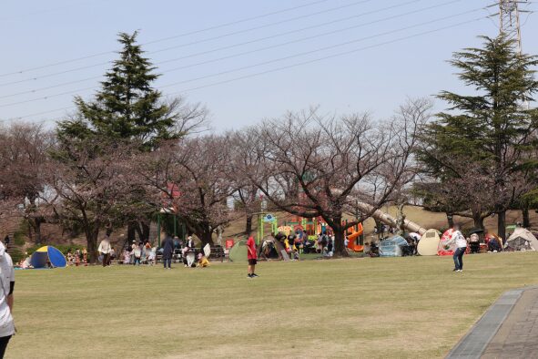 2024年の「大池公園桜まつり」芝生広場の様子