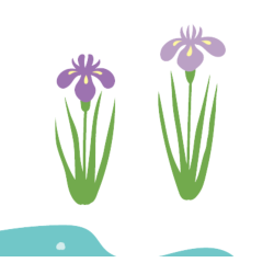 花しょうぶのイラスト
