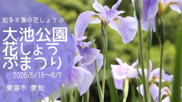 「大池公園花しょうぶまつり」2026　アイキャッチ画像