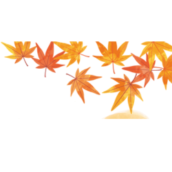 もみじのイラスト