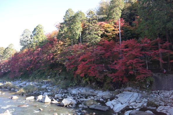 香嵐渓の紅葉