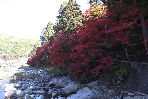 香嵐渓の紅葉