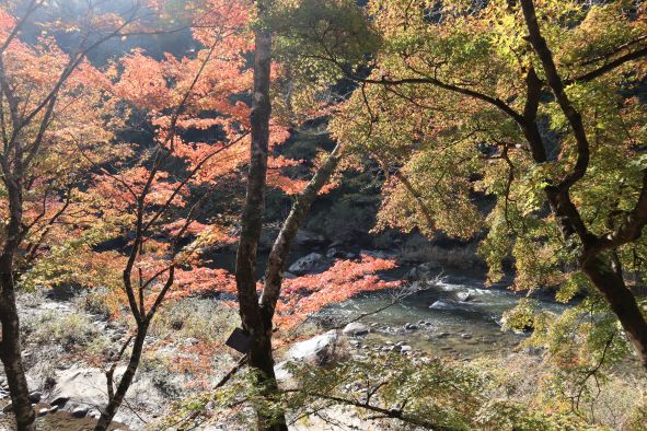 テラス席から見下ろす巴川と紅葉