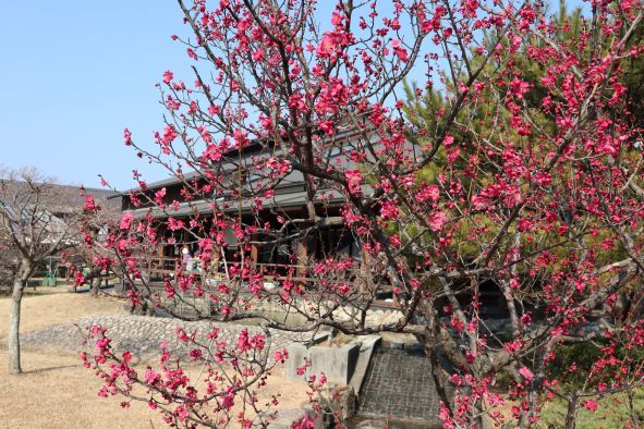 「梅の館」と紅梅