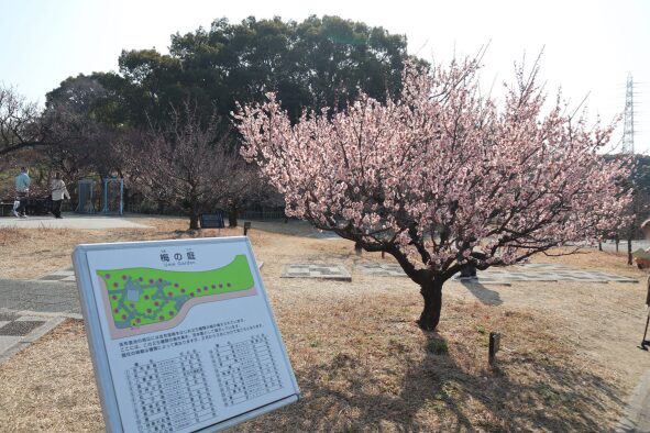 満開の早咲きの梅