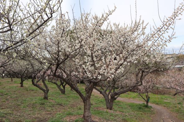 白梅の梅林