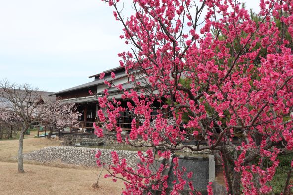 「梅の館」と紅梅