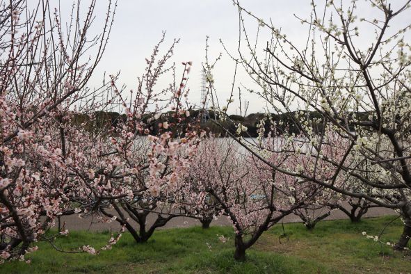 薄ピンクの梅と佐布里池
