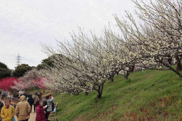 色とりどりの梅林と湖畔の散策道を歩く人々