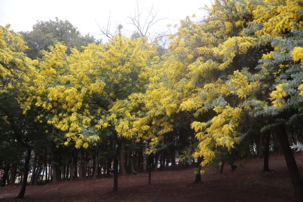 2026年3月6日訪問の時のミモザの様子