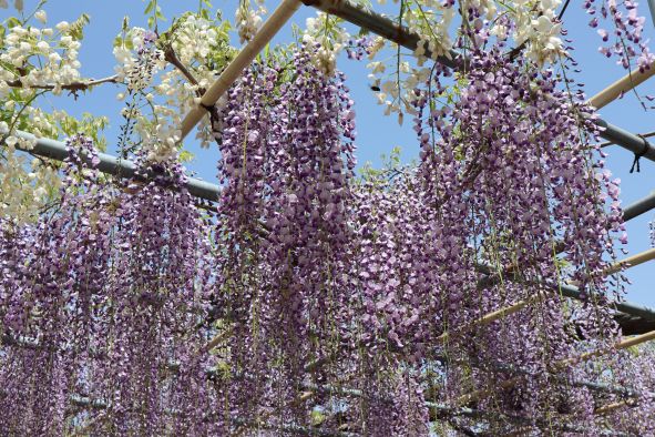 広藤園の6分咲きの藤