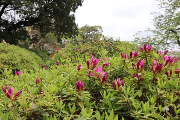 大倉公園のつつじ
